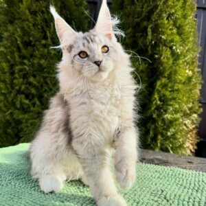 Maine Coon Kitten for Adoption