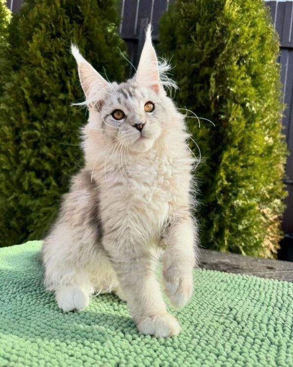 Maine Coon Kitten for Adoption