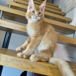 Maine Coon kitten Breeders Near Me