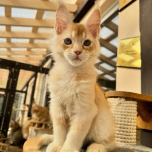 Maine Coon kittens for sale near me