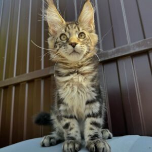 Maine Coon Kittens for Adoption