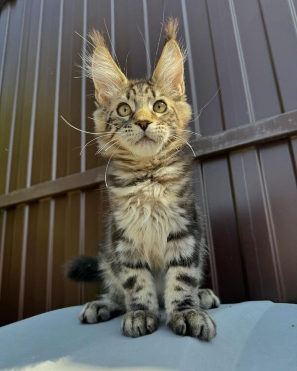 Maine Coon Kittens for Adoption