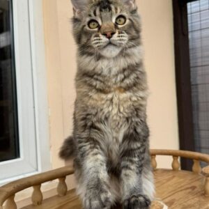 Maine Coon Kitten for Sale