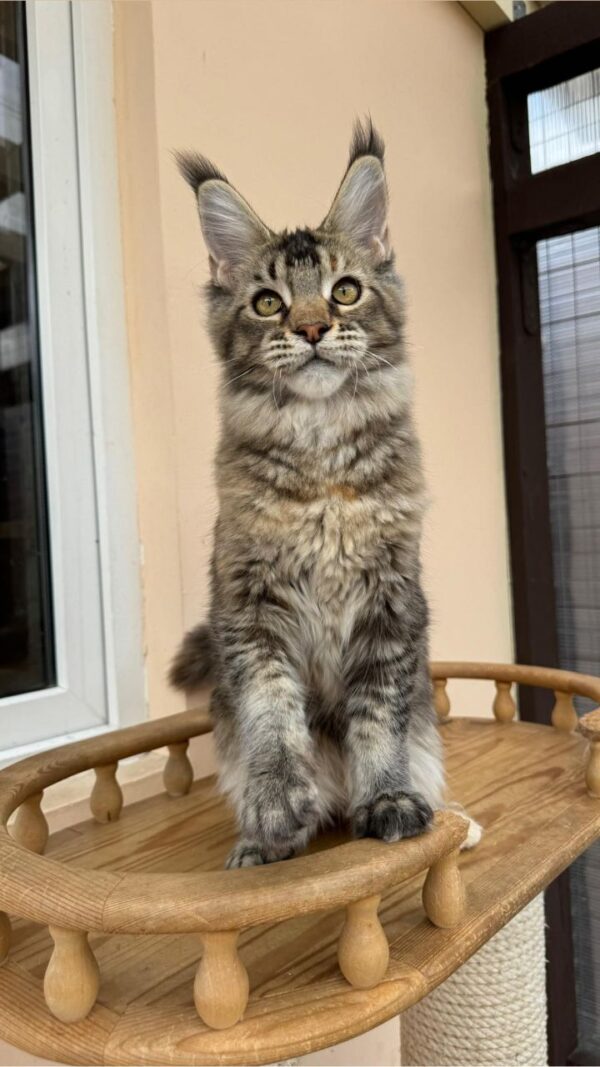 Maine Coon Kitten for Sale