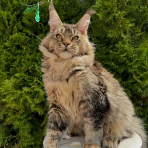 adopt a Maine Coon kitten