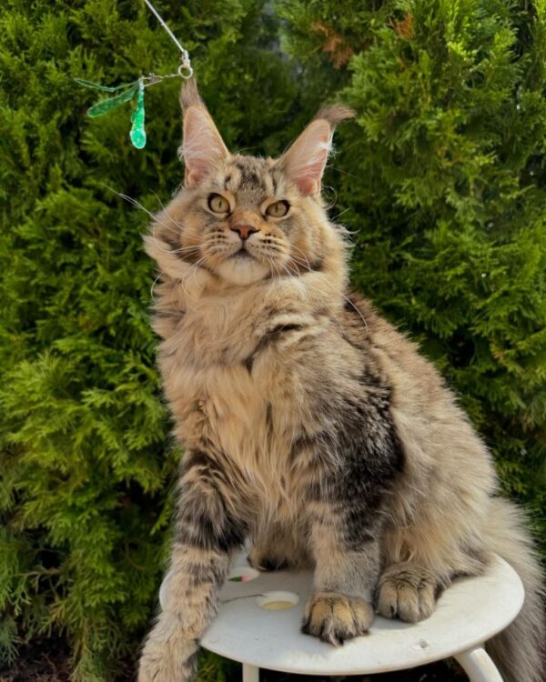 adopt a Maine Coon kitten