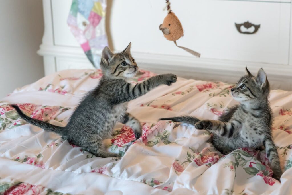 maine coon kittens​