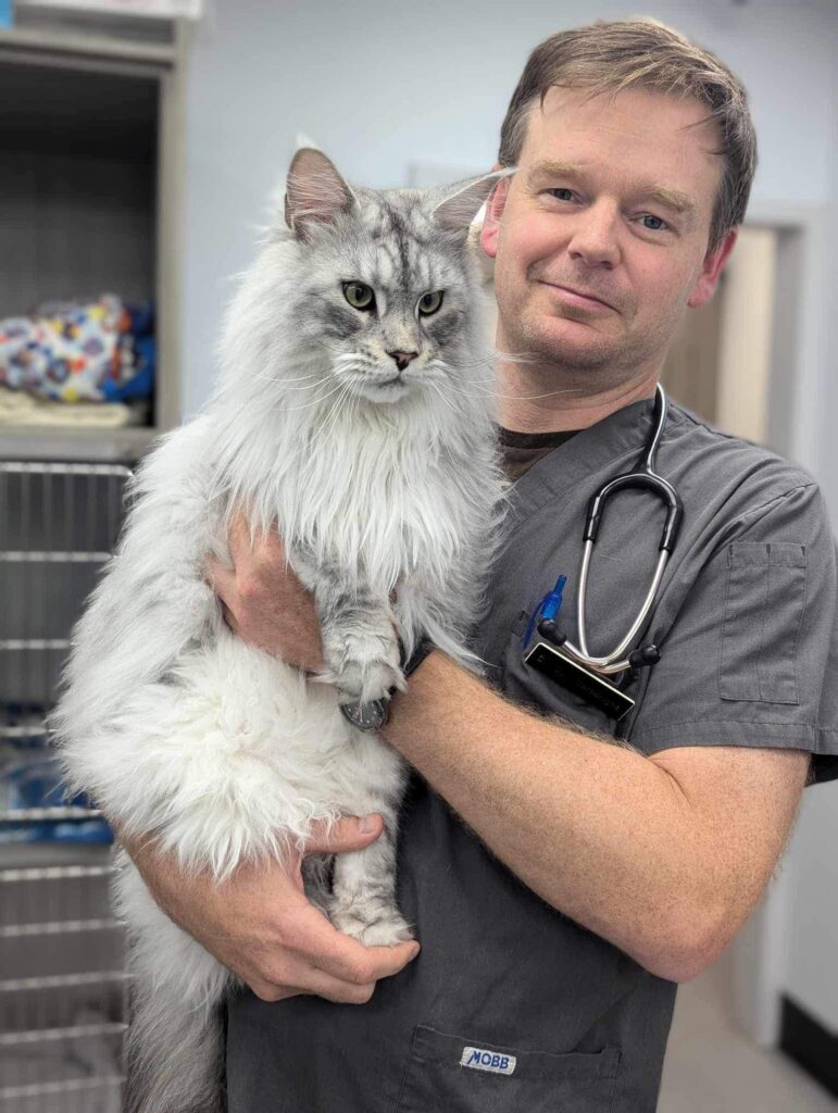 Maine Coon kitten